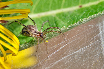 Labyrinthspinne ( Agelena labyrinthica ).