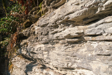 Textured surface of a limestone rock with rough texture and plants in the background in the forest