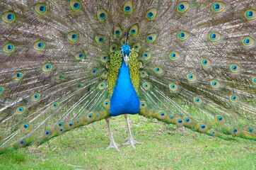 a male peacock stands on its paws with a straightened tail, view from the front, in nature, on green grass