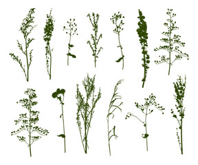 Wild herbs isolated  on white - set of green herbal silhouettes - flowering grass for natural design