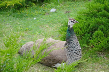 female peacock, close-up, sits on her hind legs on the green grass. near green bushes