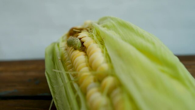 The caterpillar of the earworm or scoop eats up a fresh ear of corn. Caterpillar of the European moth on the cobs and grains of corn. Caterpillar is a pest of corn. Agriculture
