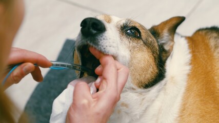  Veterinary and animal care. Doctor removing Tracheal tube from dog. High quality photo