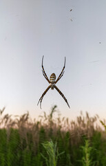araña suspendida en su tela 