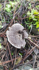 seta familia de los tricholoma con gotas de agua 