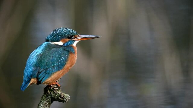 Eisvogel beobachtet Fische