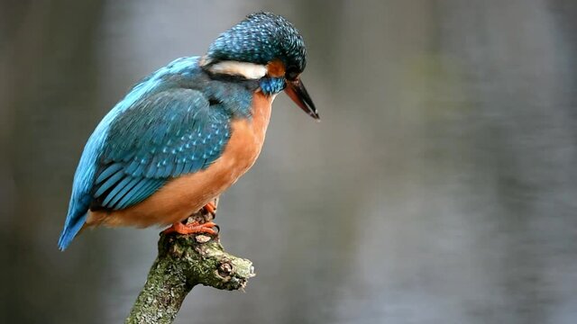 Eisvogel beobachtet Fische