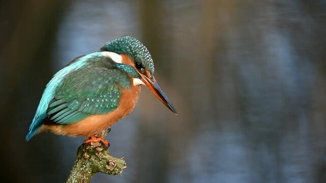 Eisvogel beobachtet Fische