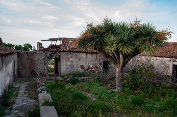 Dracaena draco, the Canary Islands dragon tree or drago and Old house ruins near Roque en Taganana, Landscapes of Taganana in Tenerife, Spain, Canary Islands.  Anaga
