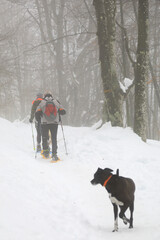 senderistas montañeros persona mayor con bastones y raquetas en la nieve niebla país vasco...