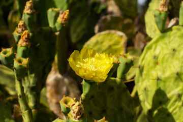 Prickly Pear Cactus with Yellow Flower in Ayia Napa coast in Cyprus. Opuntia, ficus-indica, Indian fig opuntia, barbary fig, blooming cactus pear
