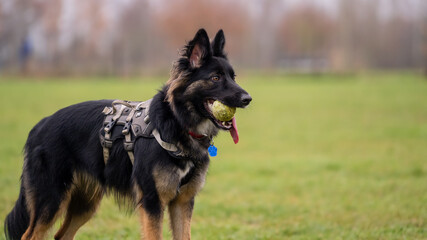 german shepherd puppy on the grass with a tennis ball in his mouth on a cloudy day