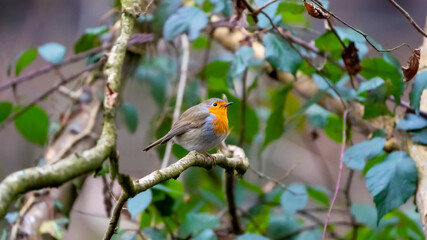 robin in the garden