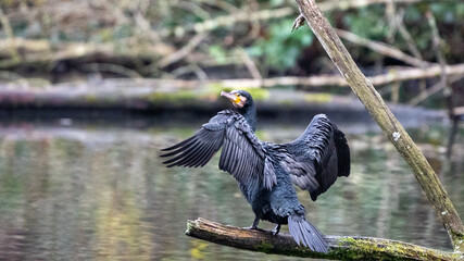 Commorant drying his feathers 