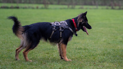 german shepherd puppy on the grass on a cloudy day