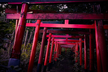伏見白赤稲荷社の朽ちた鳥居