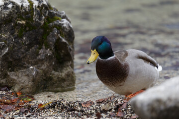 Ducks in a lake hand feeding 