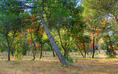 Lezignan-Corbieres forest in the South of France