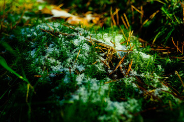 frog in the grass