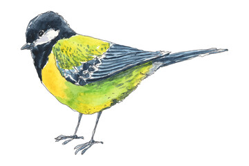 Little titmouse (tomtit, chickadee) bird hand drawn in watercolor.