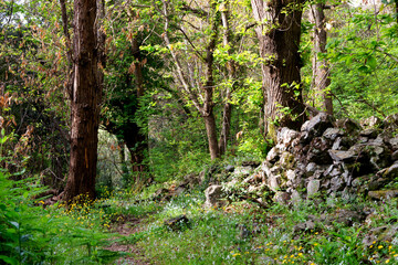 Hiking path  in Costa verde mountain. Upper Corsica