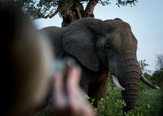 Ein Elefant setzt sich während einer Safari für ein Foto in Szene. Kruger Nationalpark - Südafrika