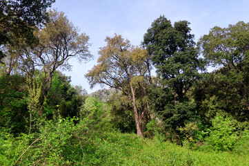 Hiking path  in Costa verde mountain. Upper Corsica