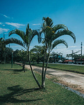 bela paisagem com c&eacute;u azul e suas arvores na praia