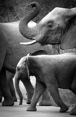 Elefantenkolonne inklusive Babyelefant beim Überqueren einer Straße im Kruger Nationalpark, Südafrika