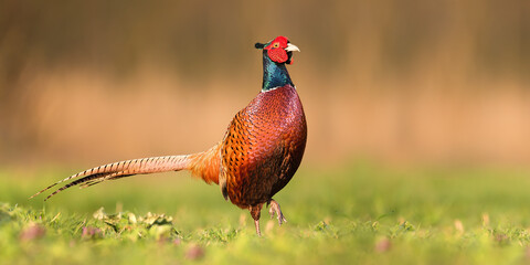 Proud common pheasant, phasianus colchicus, male walking forward illuminated by evening sun on a green meadow in spring. Bird with brown and red feathers in nature. Animal wildlife with copy space.