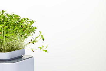 Homegrown microgreens are a source of useful microelements and vitamins on a white background. Copy...
