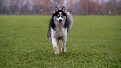husky dog running towards the camera