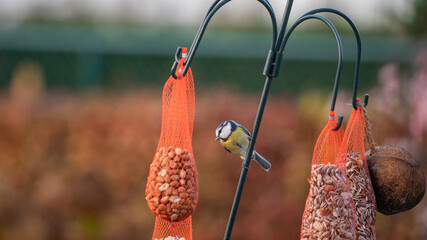 Garden bird (blue tit) on a feeding pole (bird feeder) eating peanuts