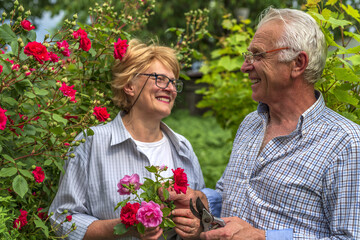 Senior happy smiling man and woman couple cut roses on a sunny day. Spring and summer gardening.