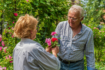 Senior happy smiling man and woman couple cut roses on a sunny day. Spring and summer gardening