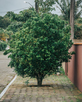 Natureza, linda arvore crescendo 