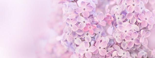 Beautiful soft spring background of lilac flowers.