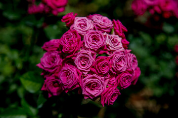 Cherry Love Red Roses highlighted as a closeup on a dark background. 