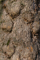 Matière d'écorce d'arbre dans un parc