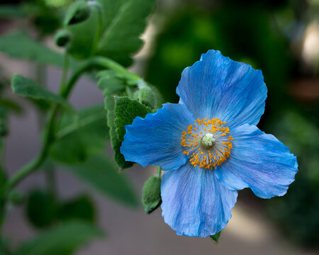 Closeup Blue Poppy Meconopis highlighted by natural sunlight.