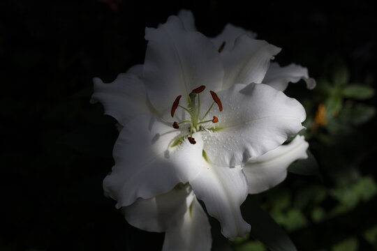 Beautiful closeup of Stargazer Lily, white petals highlighted by natural sunlight. 