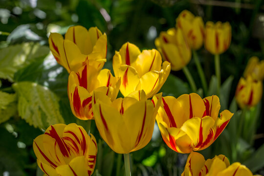 Closeup of Yellow Tulips Monsella with Red Stripes. Natural sunlight highlights the petals. 