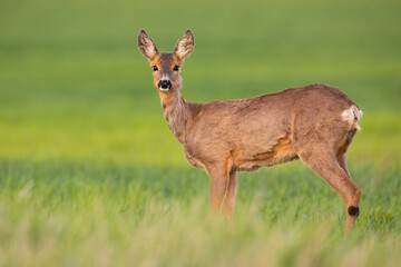 Roe deer, capreolus capreolus, doe looking to the camera on green field in spring. Female mammal with brown fur observing in grass in horizontal composition.