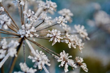 Close up of a flower covered in frost