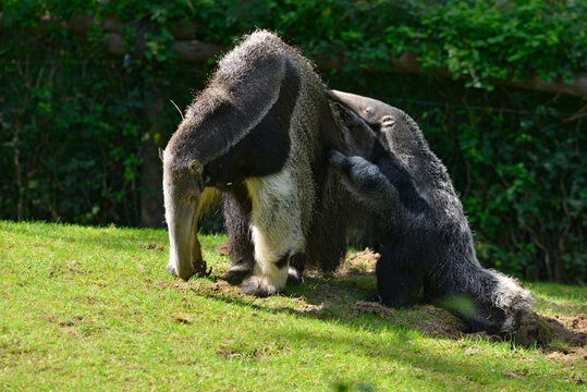 Maman fourmilier et son petit le nez sur le dos