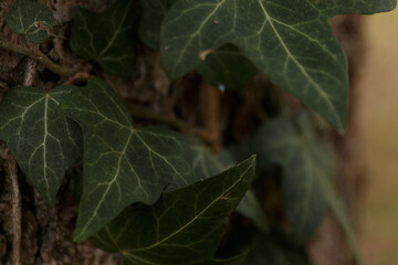 Plants and close up of leaves