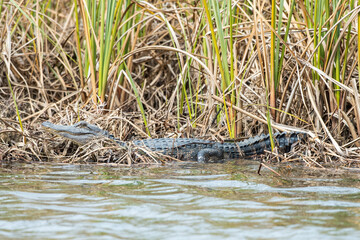 Small American Alligator laying on edge of water