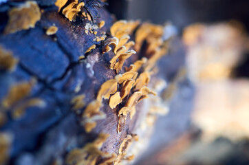 Tinder mushrooms on a fallen tree