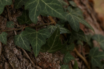 Plants and close up of leaves