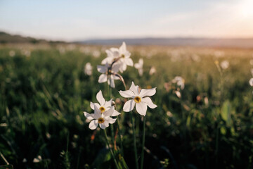 Beautiful shot of white narcissus in the filed